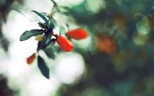 今日立夏 | 春盡夏來(lái)，萬(wàn)物生長(cháng)