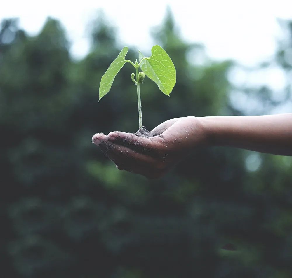 植樹(shù)節：春日踏青，與南北特共享春光