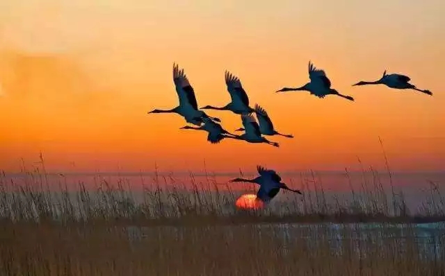  寒露將至，溫暖猶在!