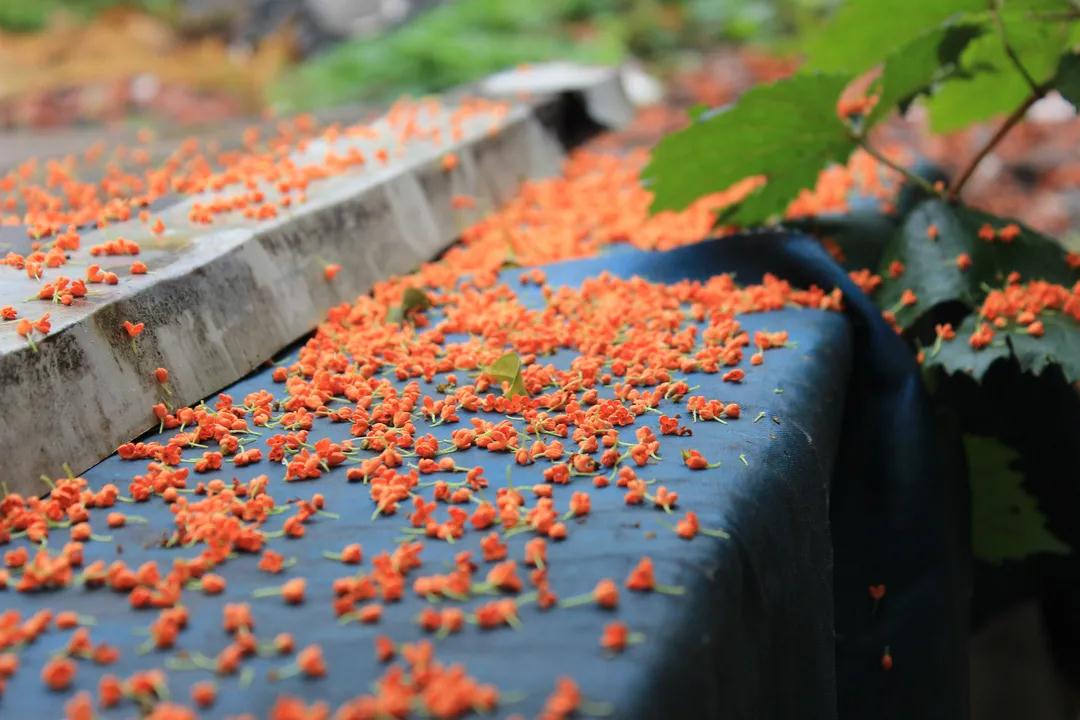 尋找秋日里的小美好！