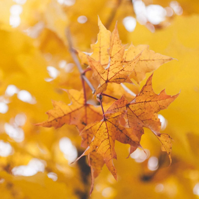 歲華已過(guò)半，  又到立秋時(shí) 