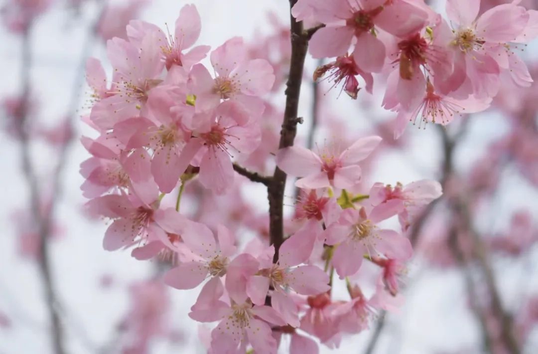 春味正濃｜衡陽(yáng)南北特邀您共赴舌尖與山野的春日盛宴